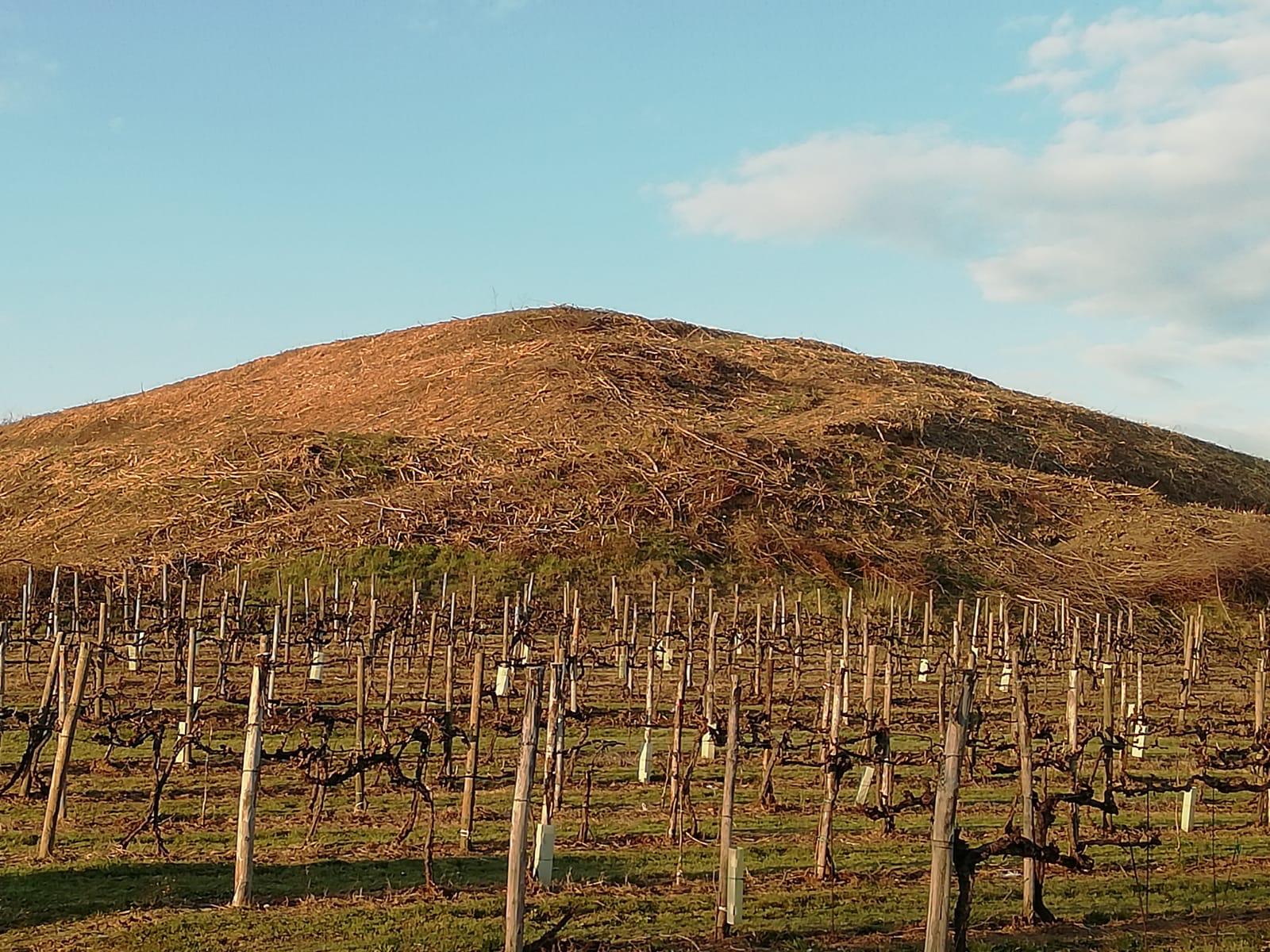 Tagliati alberi e vegetazione per nuove viti a Lucinico, Legambiente lancia l'allarme 